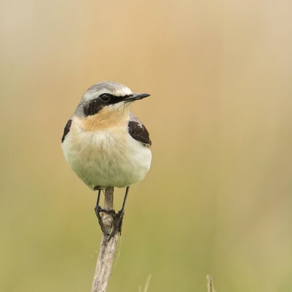 Bijzondere beelden van tapuit in 'Beleef de Lente'