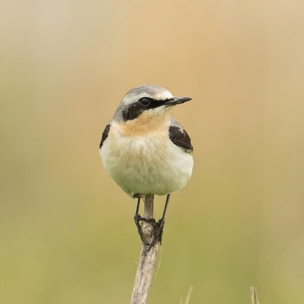 Van merel tot tapuit: een succesvol seizoen Beleef de Lente