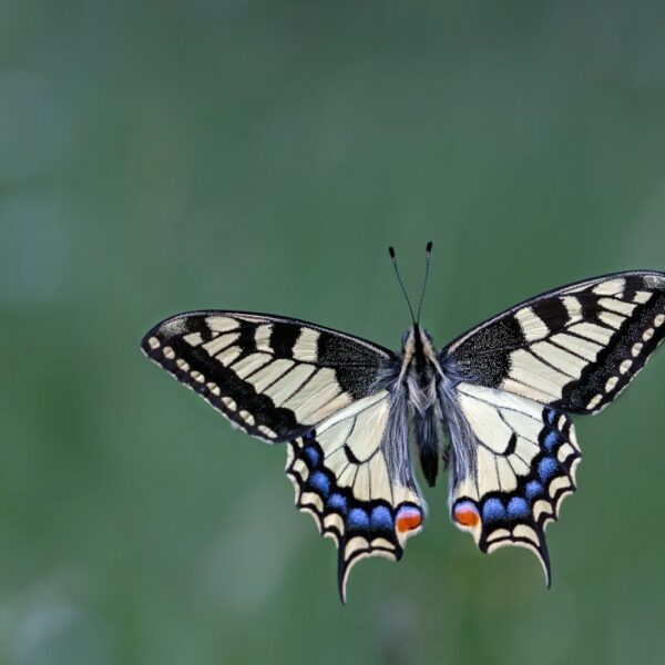 Vlinders kijken: doe mee aan de jaarlijkste tuinvlindertelling!
