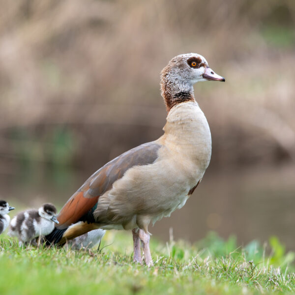 Nijlgans zou beter een 'bermeend' kunnen heten en wel hierom