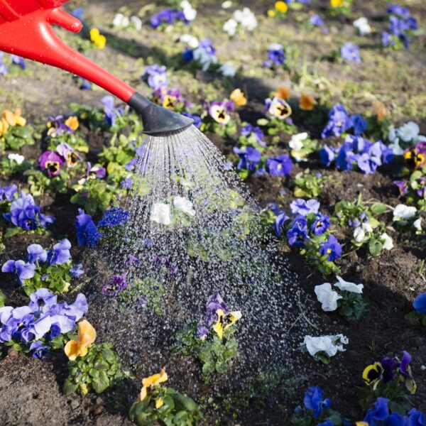 Groeien planten écht beter als je lief tegen ze praat?