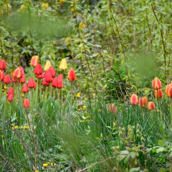'Doe zo weinig mogelijk aan uw tuin: verwildering is wat wij nodig hebben'