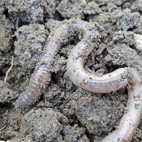 Wormen onthullen: intelligentie kan prima zonder brein