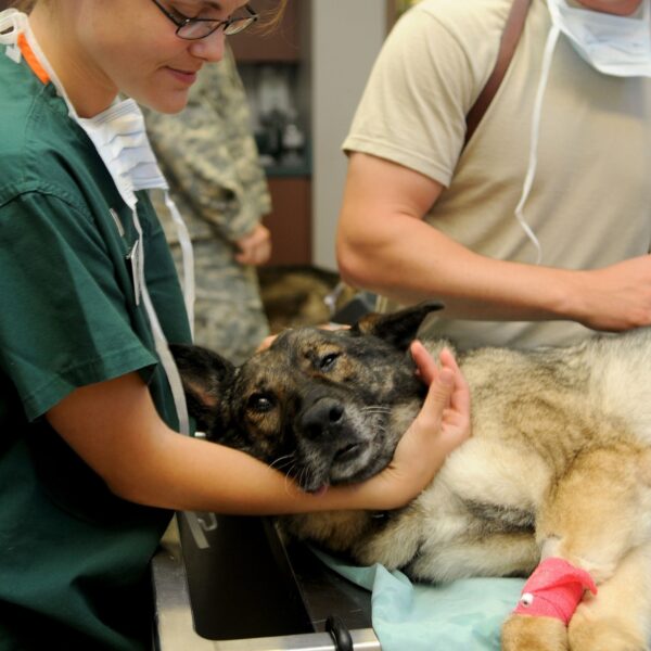 Hoe dierenartsen omgaan met euthanasie voor dieren: 'Maakte enorm veel impact op mij'