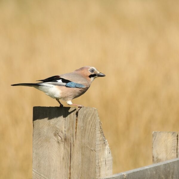 Kijk eens goed naar de gaai: je weet niet wat je ziet!