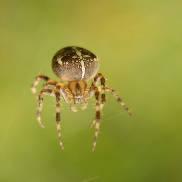 Bang voor spinnen of de klimaatcrisis: 'Niet elke angst is ongegrond'