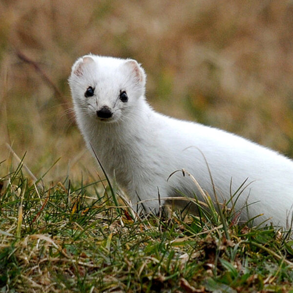 Minder witte hermelijnen door zachtere winters