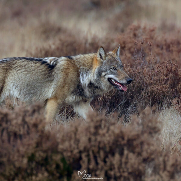 Wolf afschieten 'klinkt in mijn oren behoorlijk rigoureus en ook voorbarig'