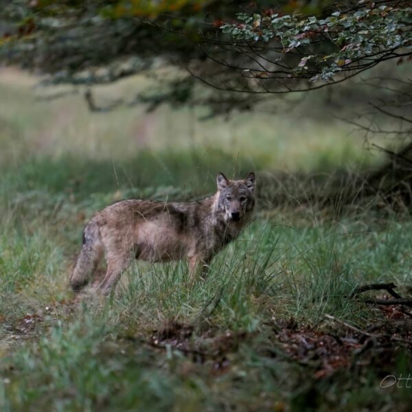 Wolf die mensen aanvalt is grote zeldzaamheid, een hond die bijt komt vaker voor