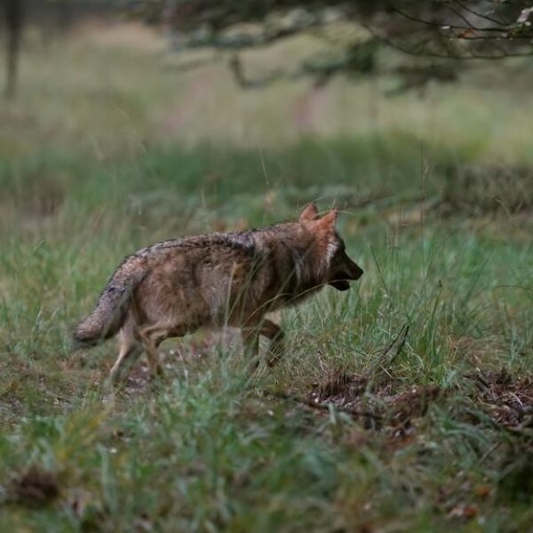 Patrick Nederkoorn: 'De wolf als spiegel van onze angsten en verlangens'