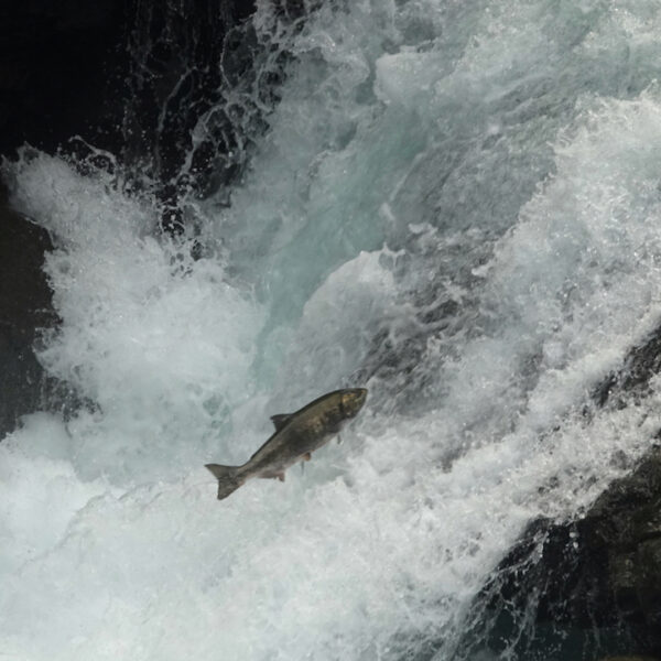 Steeds meer trekvissen weten naar binnen te glippen en dat is goed nieuws