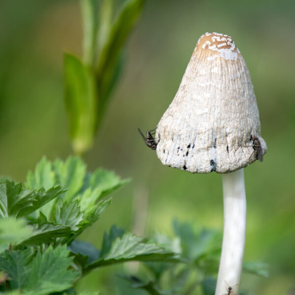 Toekomstbestendig land? Neem een voorbeeld aan mycorrhiza!