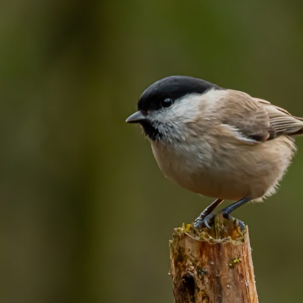 'Er is iets aan de hand met mij en de natuur'