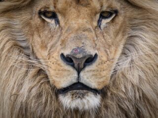 In Koeweit zijn ze gek op leeuwen als huisdier