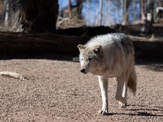 'Gevaarlijker om de weg over te steken': waarom je in Nederland niet bang hoeft te zijn dat een wolf je aanvalt