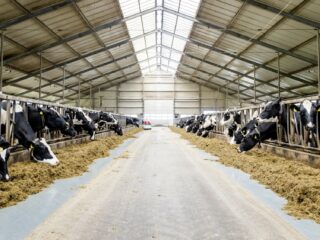 Nederlandse natuur holt achteruit, echter niet alleen door stikstof