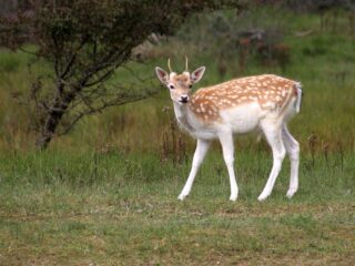 Meer biodiversiteit door minder damherten in Amsterdamse Waterleidingduinen