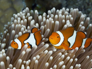 Great Barrier Reef in levensgevaar: waarom verbleekt het koraalrif?