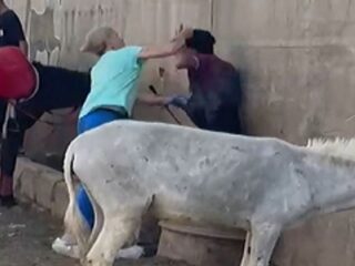 Nederlandse ging Egyptische man te lijf die ezel sloeg: 'Toen knapte er iets bij mij'