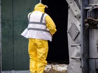 Opnieuw vogelgriep bij pluimvee in Ysselsteyn, vijfde uitbraak in omgeving