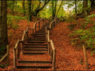 Bos met rechten om altijd een bos te blijven: 'Dat is toch prachtig?'