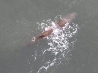 'Potvissen hebben eigen dialect'