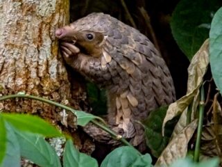 Schubdier is het vreemdste en meest bedreigde zoogdier ter wereld