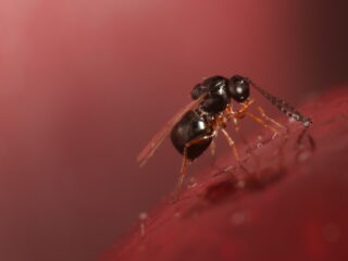 Exotische sluipwesp moet exotische fruitvlieg bestrijden