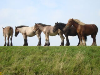 Er zijn grenzen aan menselijk vermaak met dieren