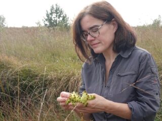 Herstel van hoogveen met stekjes