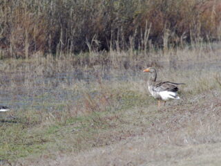 Jacht op ganzen nu ook in vroege voorjaar
