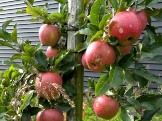 Hoe kan een mislukte oogst alsnog een plek krijgen in ons voedselsysteem?