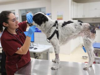 De Groene Veterinair leidt de weg naar duurzame dierenartspraktijken: 'Kwestie van bewustwording'