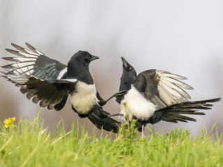 Eksters zijn hele slimme vogels en dit is waarom