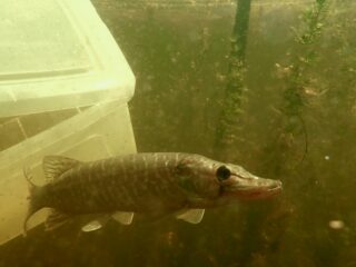 Leidse snoek moet rivierkreeftjes vangen