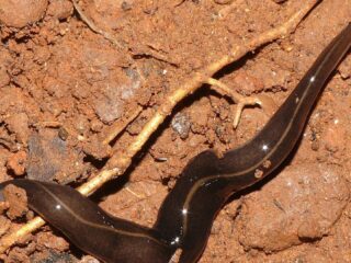 Vleesetende platworm aangetroffen op Bonaire