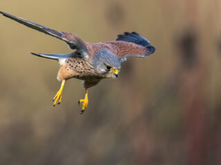 'Beleef de Lente' is weer begonnen: een bijzonder inkijkje in het broedseizoen