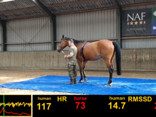 Hoe paarden klachten bij veteranen met PTSS kunnen verminderen: 'Toename in zelfvertrouwen'