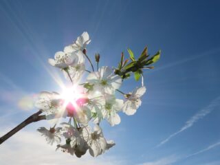 Podcast De Dag: de geur van de lente