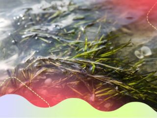 Afvalwater lozen op de Waddenzee is verboden, toch hebben zestig bedrijven een vergunning