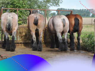 De Wet dierenmishandeling maakt een definitief einde aan de verminking van paarden