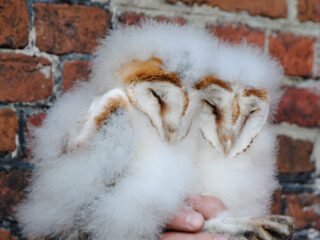 Kerkuilen in Nederland: ze waren er bijna niet meer geweest