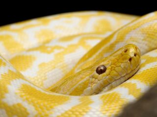 Welke reptielen mag je nog houden als huisdier? Kabinet start onderzoek naar positieflijst