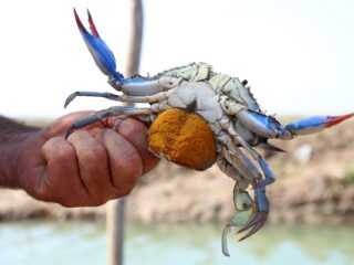 Binnenkort geen 'spaghetti alle vongole', maar pasta blauwe krab?