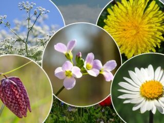 Nationale Bloem verkiezing: dit zijn de ambassadeurs en hun bloemen