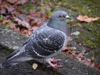 Stadsduiven hebben hulp nodig: 'Dat zijn we aan ze verplicht'