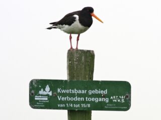 Scholeksters moeten in broedtijd te ver vliegen om aan voedsel te komen