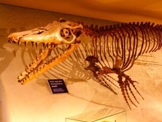 Reusachtig oerreptiel leefde miljoenen jaren geleden rond Maastricht