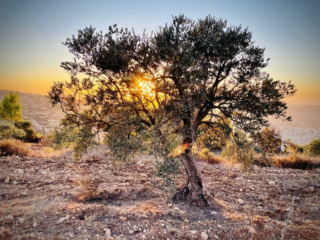 Geweld door Israëlische kolonisten op de Westelijke Jordaanoever neemt onverminderd toe