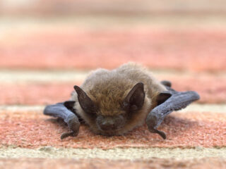 Wie is de huidige zondebok?